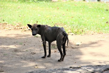 Wild lebende Hunde 3