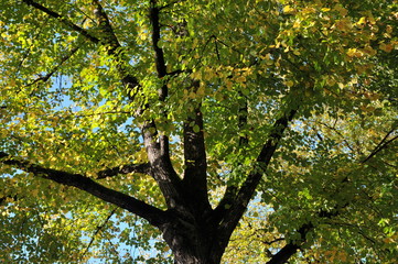 Fototapeta premium Baumkrone im Herbst