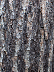 Texture of the old bark. Background texture of a wooden background.