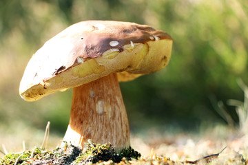 Big boletus growth in sunny rays