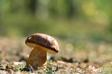 boletus badius growth in sunny rays