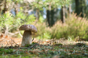 Boletus mushroom growth in sunny wood