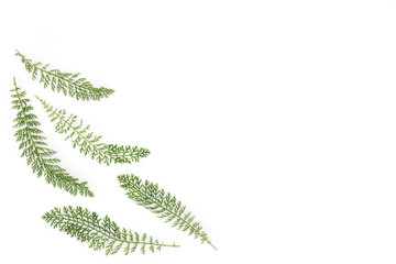 Green leaves on a white background, foliage