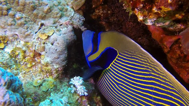 Colorful Emperor Angelfish. Picture of colorful emperor angelfish  (Pomacanthus imperator) in the tropical reef of the Red Sea, Dahab, Egypt.