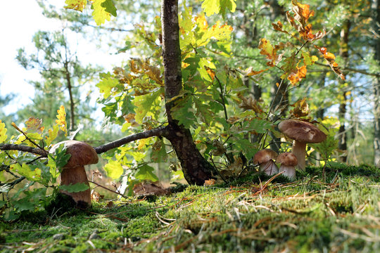 four boletus mushrooms under an oak
