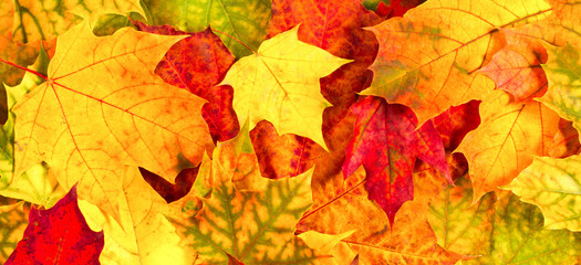 Naklejka na ściany i meble Red, yellow and orange autumn leaves banner background.