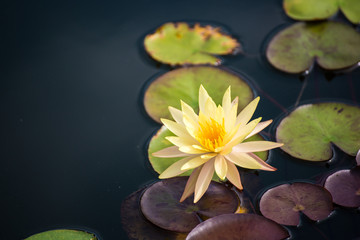 Obraz na płótnie Canvas Beautiful lotus flower in pond,The symbol of the Buddha, Thailand.