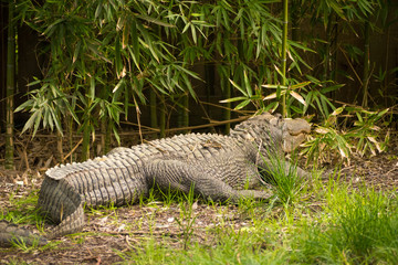 American alligator