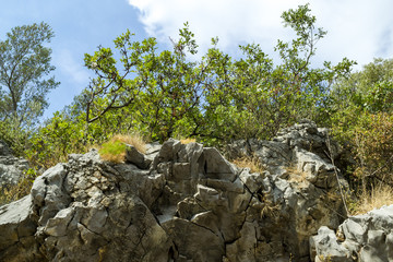 Trees grow on the mountain. Bottom view. Montenegro