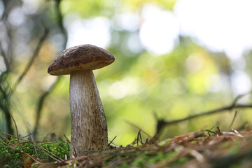 Large Leccinum mushroom in wood