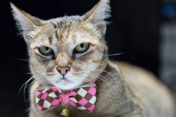 Cat caught with a pink bow. the face look squint.