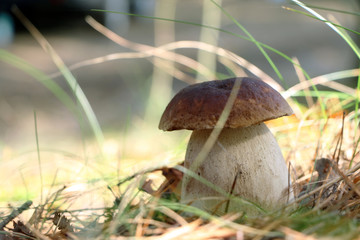 Large royal boletus mushroom in wood