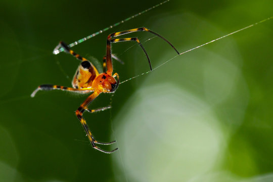 Image of an opadometa fastigata spiders(Pear-Shaped Leucauge) on the spider web. Insect Animal