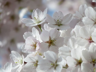 Cherry Blossom