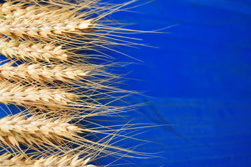 Ripe wheat bran on the table