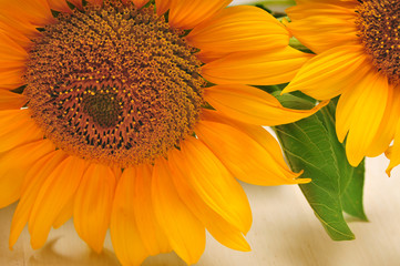 Sunflowers on a white background