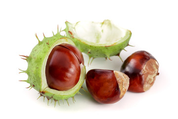 chestnut in the skin isolated on white background closeup
