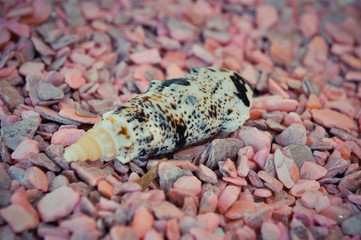 one or a set of several different shells on a small pink stones