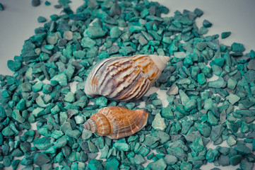a set of several different shells on a green stones