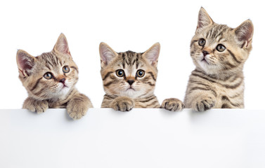 Fototapeta na wymiar Three cat kittens peeking out of a blank sign, isolated on white background