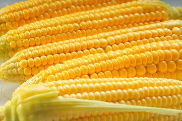 Mature corn on a white background