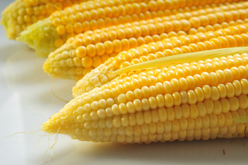 Mature corn on a white background