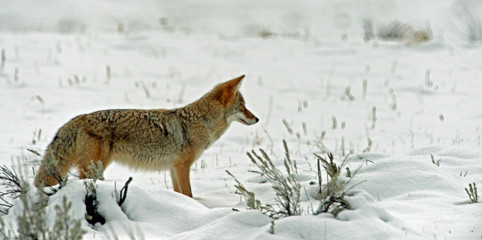 Fototapeta premium coyote looking for food 
