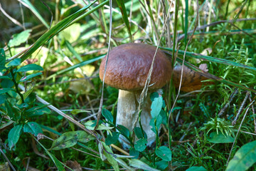 one brown mushroom, Lurid Bolete, in the woods.
