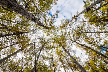 Upward view in larch forest