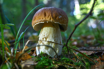 one brown mushroom, Lurid Bolete, in the woods.