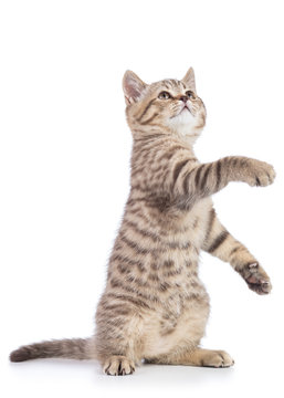 Playful cat kitten standing on its hind legs with paw up, isolated on white background