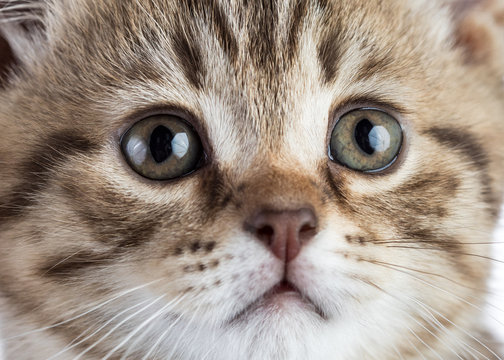 cat kitten closeup