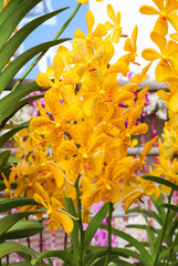 Group Yellow and Orange orchid flowers with green leaf