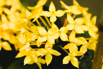 Obraz premium Macro Yellow flower spike Rubiaceae Ixora coccinea in the garden