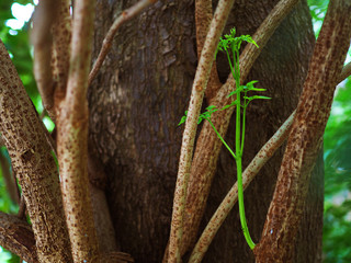 Large brown grungy yellow spotted tree trunk with spread distributed branches, with new young green stem leaf shoot sprouting growing, under shade of blurred park forest background, close up shot