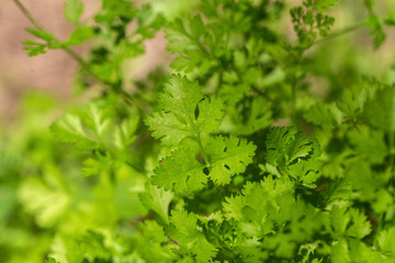 Celery planted in the field of agriculture in Thailand.