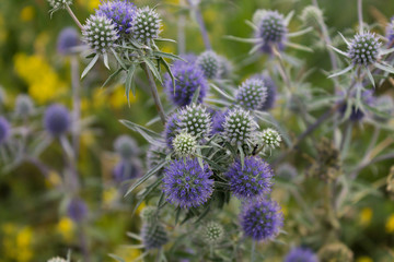 Blue flower field eryngo in the grass close up