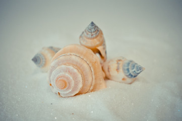 a set of several different shells on a white sand