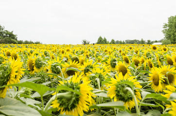 Obraz premium 世羅のひまわり