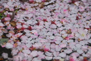 Spring  cherry blossoms in Taipei