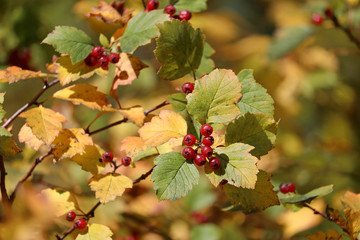 branch with hawthorn berries (Latin Crataégus) in autumn