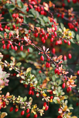 Branch with berries in autumn