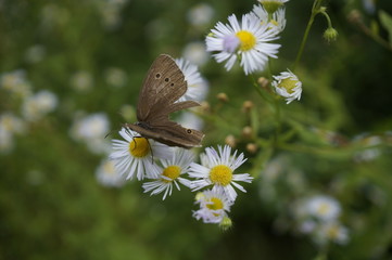 Ein brauner Schmetterling auf Gänseblümchen
