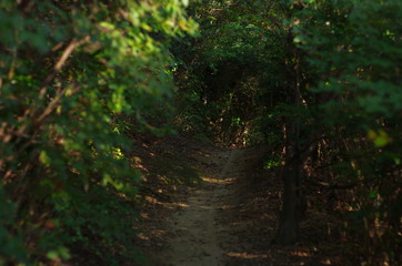 Obraz premium 薄暗い山道