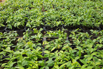 Small cocoa tree on the farm plantation
