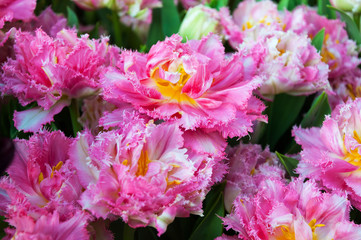 beautiful terry pink tulips