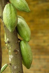 Cacao fruit, raw cacao beans, Cocoa pod on tree