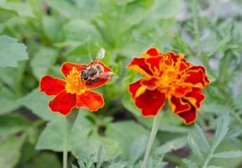Bee in marigold