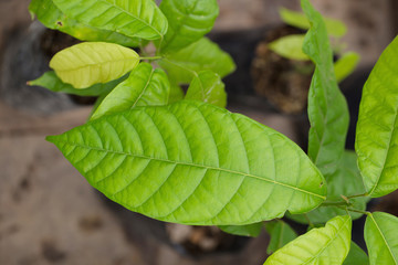 Obraz premium Cocoa tree in seeding bag, In the greenhouse