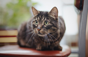 The beautiful striped cat sits on a chair.